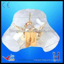 high quality medical Transparent Female Urethral Catheterization model urethral catheter